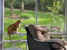 My view from the comfy sofa in the sunroom. I may not move all week. 