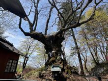 Kumaokotai Shrine - people come to pray for love at this 1000 yr old tree which has heart shaped leaves 