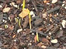 Our first carrot shoots growing in amended soil in our large grow bags here in Tucson.