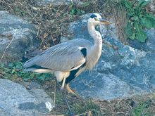 Gray Heron, another lifer!