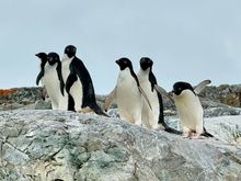 Adélie penguins checking us kayakers out. This was the 8th species of penguin we saw which was the most one could see on this trip. Yippee!!!
