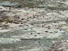 See all the NZ fur seals