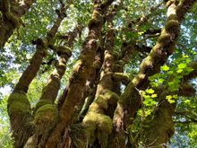 On the Maple Glade Trail - lots of mosses, not unlike Hoh but with 1% of the crowd
