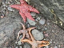 Sea stars 
