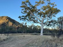 Largest ghost gum in Australia, according to the sign