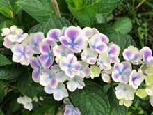 First time blooming mystery variety