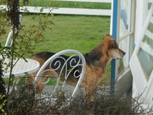 He smelled the bacon next door 😋