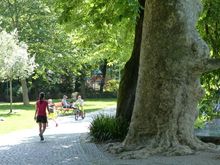 Wonderful huge trees 