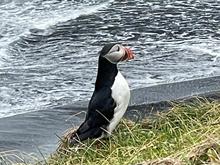 Puffin - up close and personal (photo courtesy of my SIL)