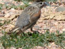 Thick-billed Longspur