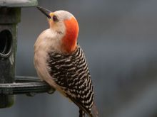 Red-bellied woodpecker, except its belly isn't red. Who names these birds....