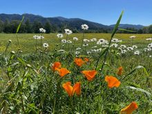 Spring flowers in the vineyards