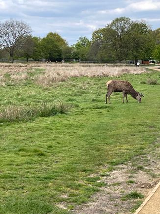 Deer at Richmond Park