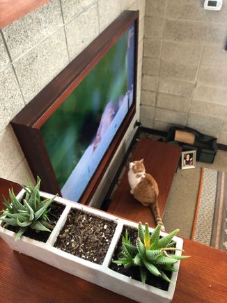 Here’s Oscar enjoying his favorite show.