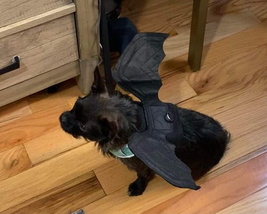 Kaylee the bat dog