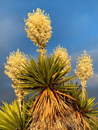 Giant yuccas are blooming. Each one can weigh up to 70 pounds!