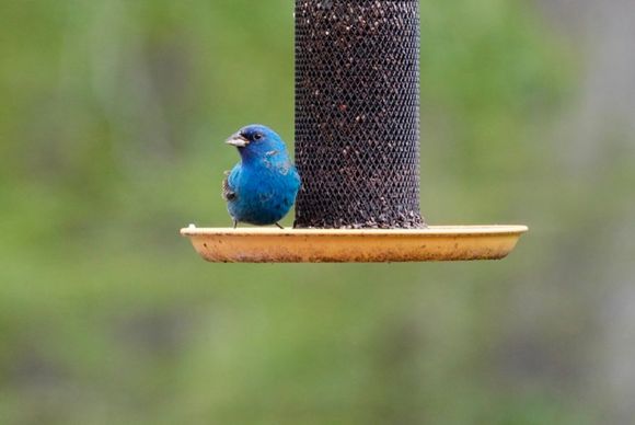 Small, gorgeous bird; appeared for two feedings, but have not seen it in a couple of hours. Hoping he returns.