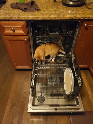 For Ziggy. My grandcat helping with the dishwasher. So instead of getting him out of there, my daughter runs to get her phone to snap a picture. But I’m just the grandma here, cannot get involved with the discipline or lack of. 