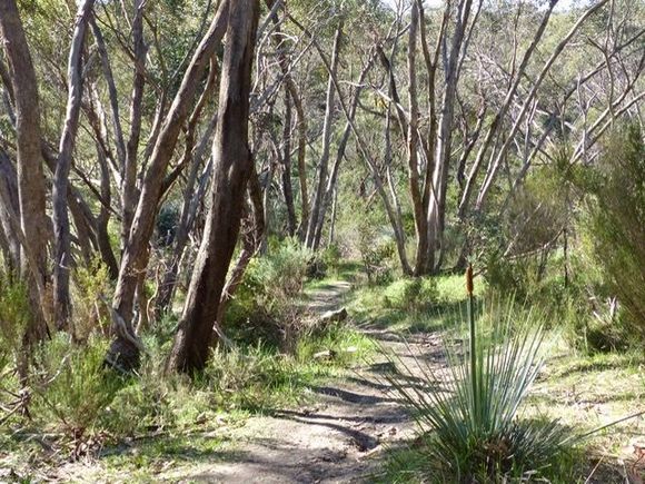 The trail