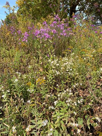 Wildflowers still in bloom.