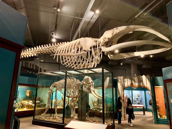 Another impressive dinosaur. 