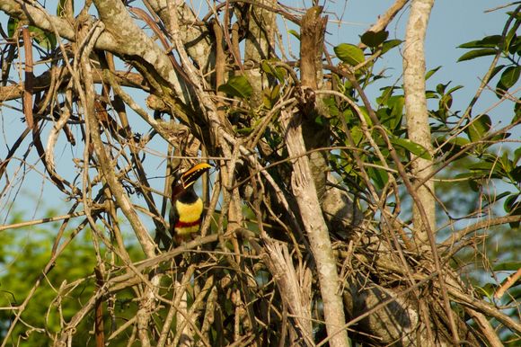Forgot to include this Toucan