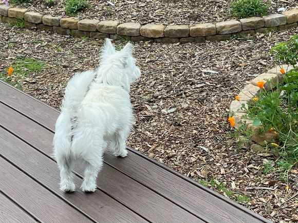 Watson ready to play