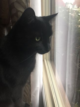 Watching for foil wrapped meat to arrive 