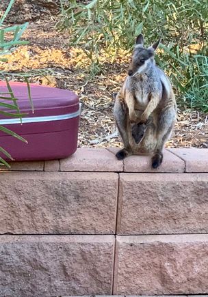 Joey is the name Aussies give to baby mammals.