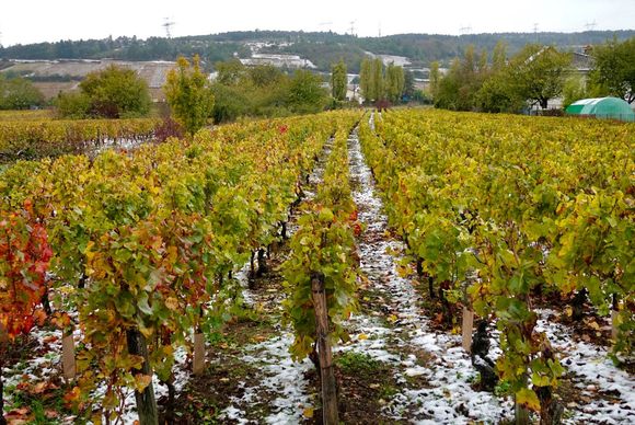 Yep, that’s a rare snow in late October in Burgundy where we are about to have our first wine tasting. 
