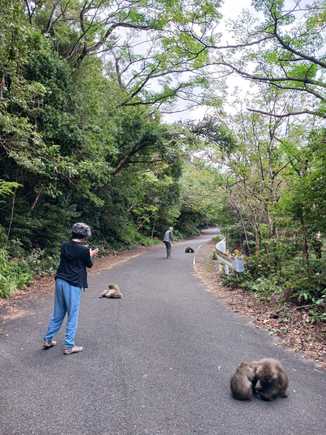 I love this photo that Miho took of us. It shows how close one can get without disturbing the macaques. The only time they reacted was when someone else who had stopped to photograph them walked right up to them. The few cars that came by drove right through without disturbing them! 
