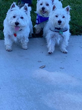 The pack on the Westie walk