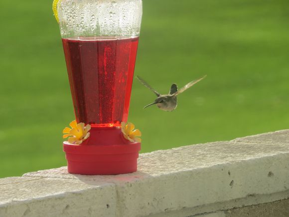When I stayed in Palm Springs for a month,  this feeder was busy