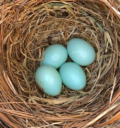 Claudia has been busy! The female usually lays one  a day. So what is the over and under for how many she will ultimately lay, knowing it is typically between 4 and six? A loser club poll!