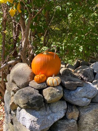 A cheery arrangement 