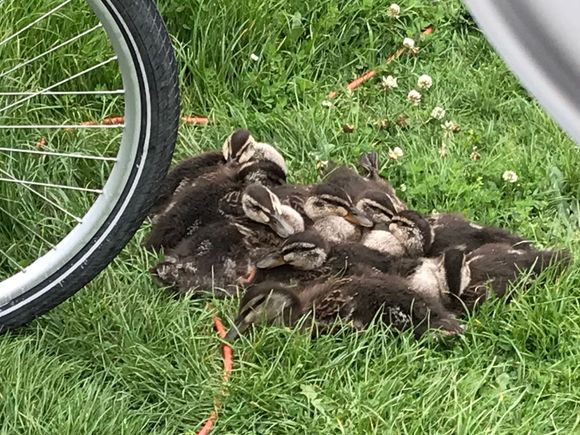 Baby ducklings. Their Mum was asleep close by.
