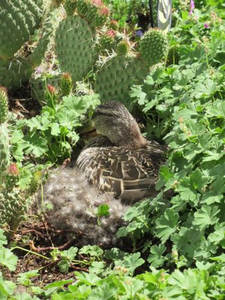 Close Up  view , duck and cactus