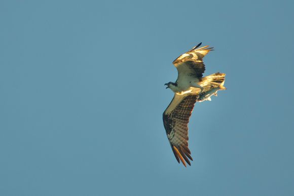 Osprey with breakfast