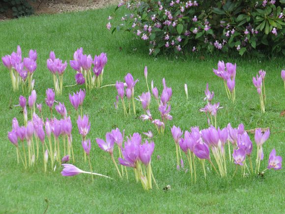 Fall Crocus' (Where Saffron comes from)