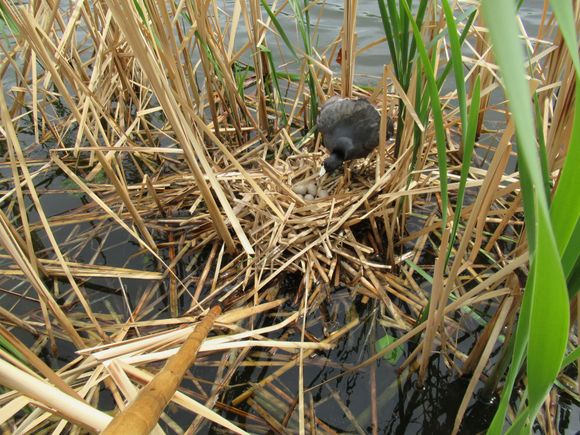 This one coming onto the nest