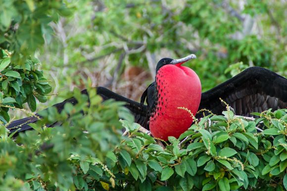Great Frigatebird calling for a mate
