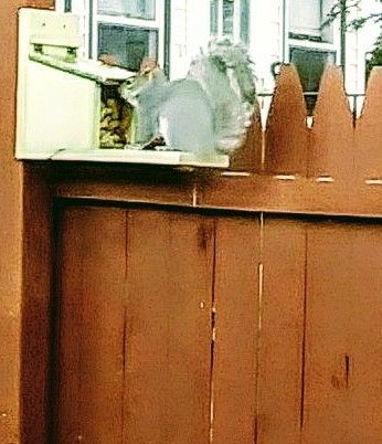 One of three squirrel feeders.