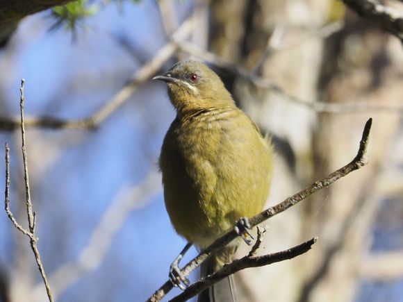 Bellbird

I have lots of other bird pics I’ll try to post later.