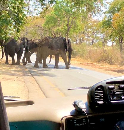 Our small van didn’t seem to bother them at all