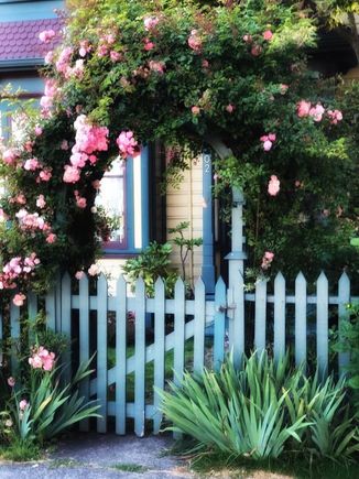 I was a little surprised to see this photo by a local amateur photographer of my front gate and rose bush show up in my FB feed yesterday.
