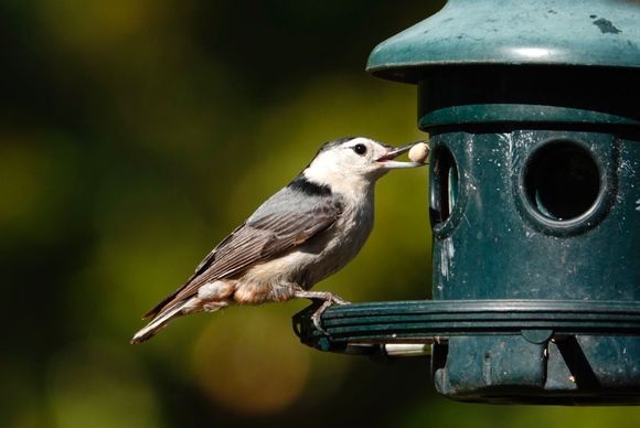 Nuthatch
