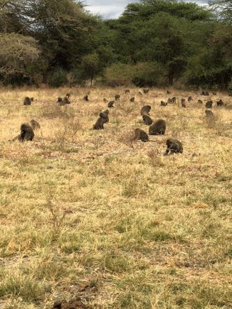 Baboons