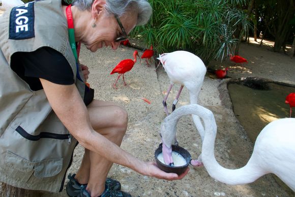 Feeling Flamingos