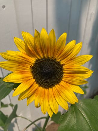 Second sunflower. Don't be fooled by the photo, the bloom is actually very small. 