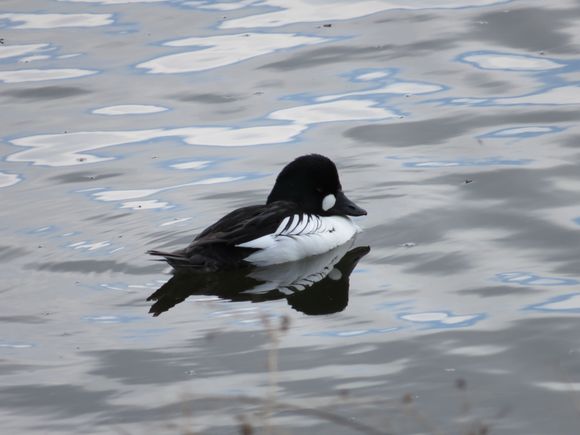 Common Goldeneye